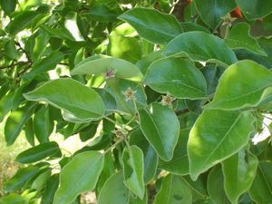 4599 Pyrus communis.jpg