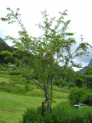 4667 Crataegus laevigata.jpg