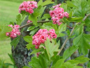 4671 Crataegus laevigata.jpg