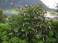 Nikkesyrin på Nordmøre. Foto: Olve Utne (2008).