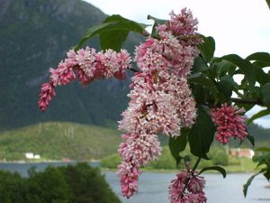 4701 Syringa reflexa.jpg