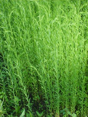 5433 Linum usitatissimum.jpg