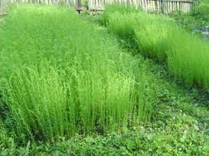 5434 Linum usitatissimum.jpg