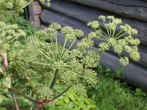 5436 Angelica archangelica.jpg