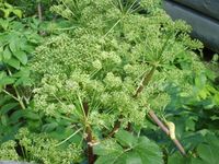 Kvann på Norsk Folkemuseum. Foto: Olve Utne (2008).