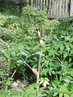 Kvann på Norsk Folkemuseum. Foto: Olve Utne (2008).