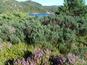 6389 Myrica gale.jpg