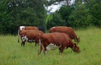 NRF på sommarbeite i Dalan under Hals (Aure), august 2008. Foto: Olve Utne