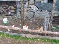 148. 7317 RM Hammervolloea.jpg