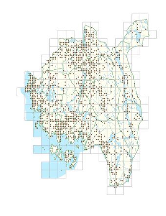 Acer platanoides 1.png