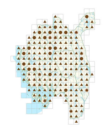 Aegopodium podagraria.png