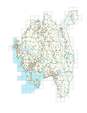 Aegopodium podagraria 1.png