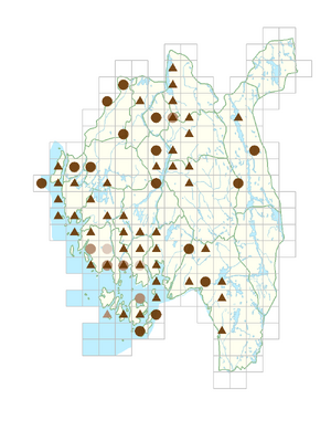 Aesculus hippocastanum.png