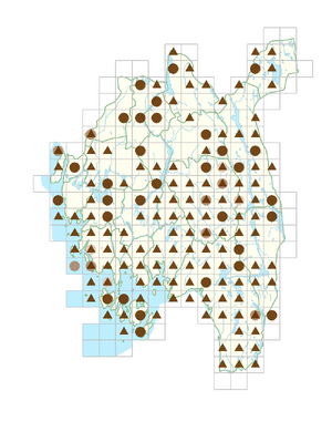Agrostis vinealis.png