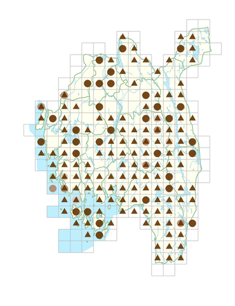 Agrostis vinealis.png
