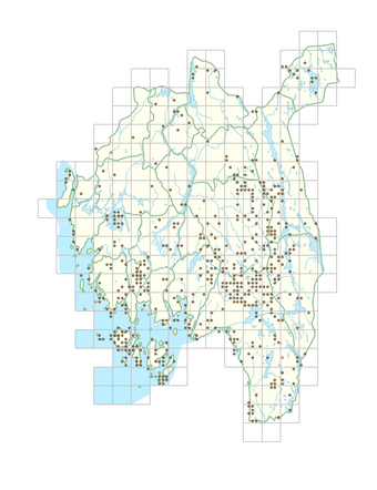 Agrostis vinealis 1.png