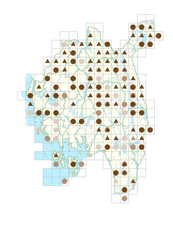 Alchemilla filicaulis.png