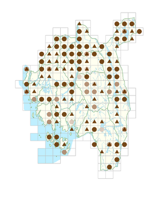 Alchemilla micans.png