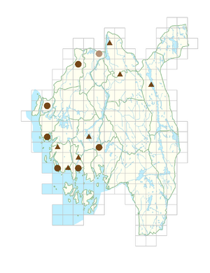 Alchemilla mollis.png