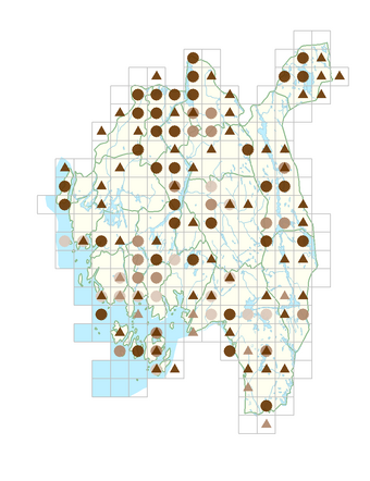 Alchemilla monticola.png