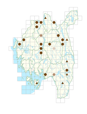Alchemilla murbeckiana.png