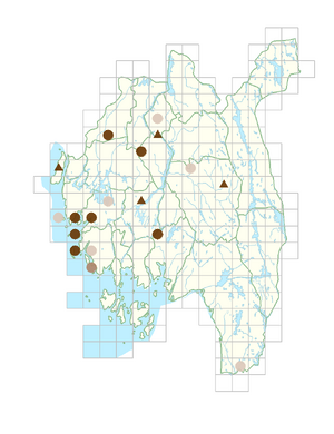 Alchemilla vestita.png
