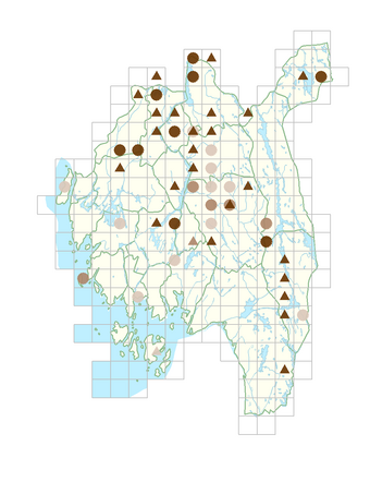 Alchemilla wichurae.png