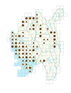 Alliaria petiolata.png