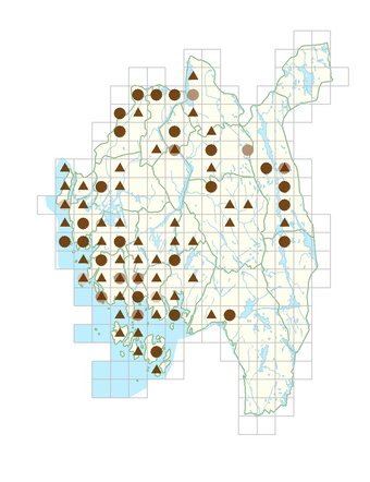 Alliaria petiolata.png