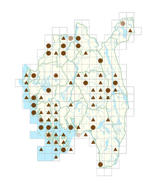 Allium schoenoprasum subsp. schoenoprasum.png