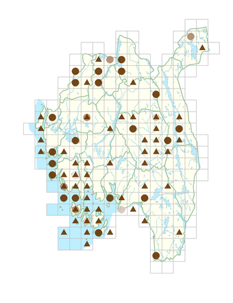 Allium schoenoprasum subsp. schoenoprasum.png