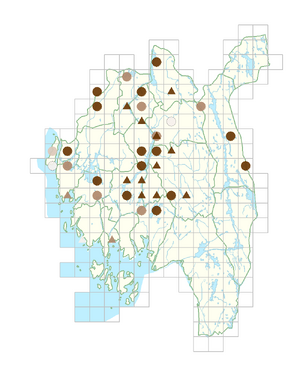 Alopecurus aequalis.png