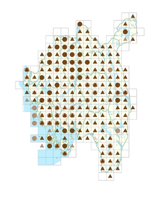 Alopecurus geniculatus.png