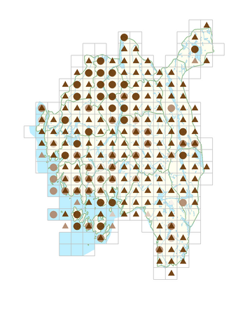 Alopecurus geniculatus.png