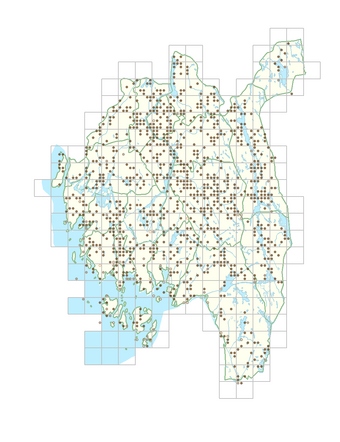 Alopecurus geniculatus 1.png