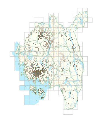 Alopecurus pratensis subsp. pratensis 1.png