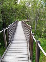 Foto: Eva Rogneflåten (2020)