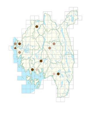 Amaranthus retroflexus.png