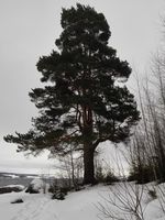 Furu på Andersgardstranda i februar 2015.