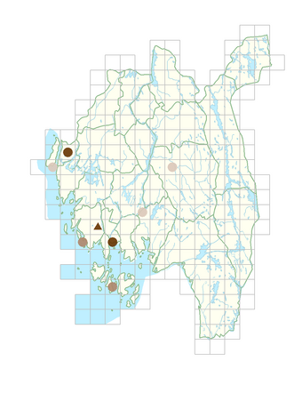 Anethum graveolens.png