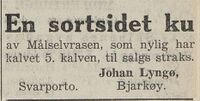 Lyngøs averte ei svartsidet målselvku til salgs i Harstad Tidende 4. mars 1940.
