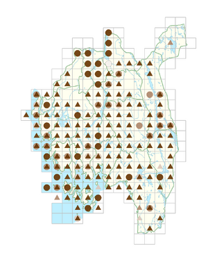 Arabidopsis thaliana.png