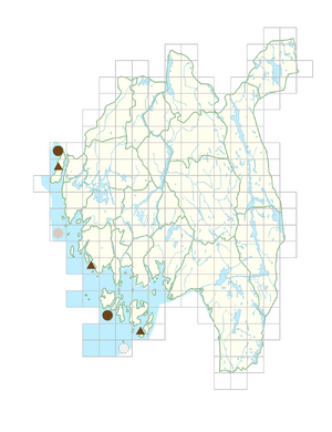 Arabis hirsuta var. glaberrima.png