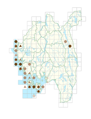 Arabis hirsuta var. hirsuta.png