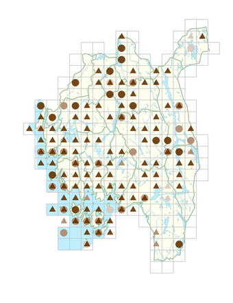 Arenaria serpyllifolia subsp. serpyllifolia.png