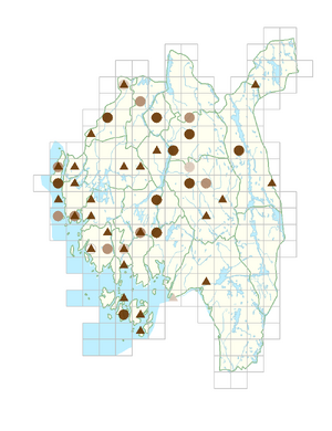 Armoracia rusticana.png