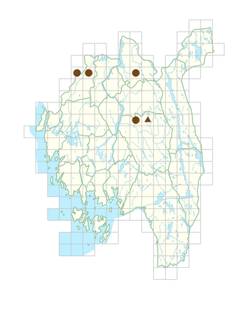 Astilbe arendsii.png