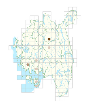 Atriplex hortensis.png