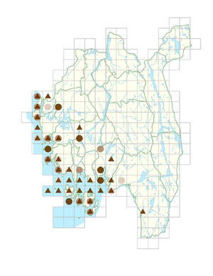 Atriplex littoralis.png