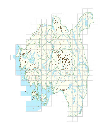 Atriplex patula 1.png